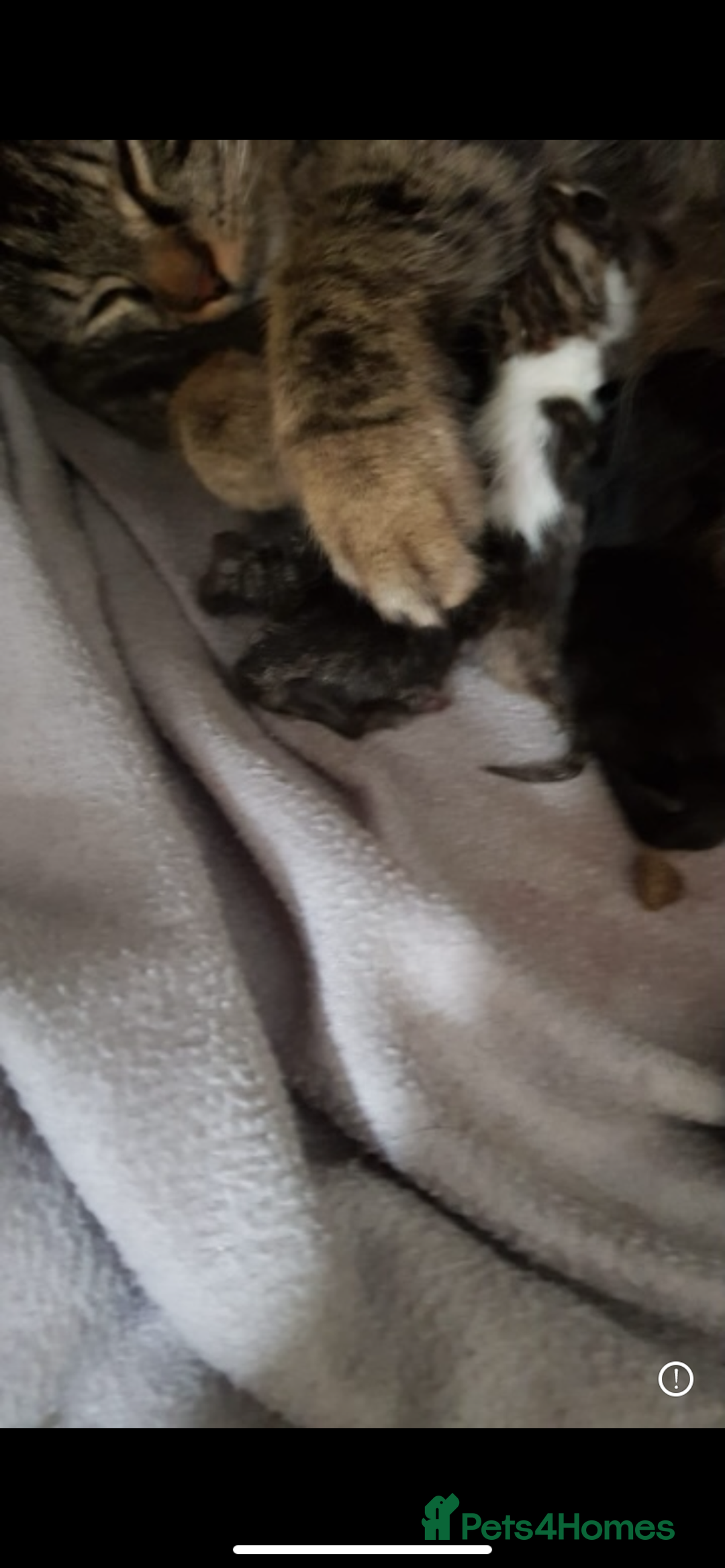 Maine Coon cats for sale: Maine coon mix Persian kittens   - Image 8