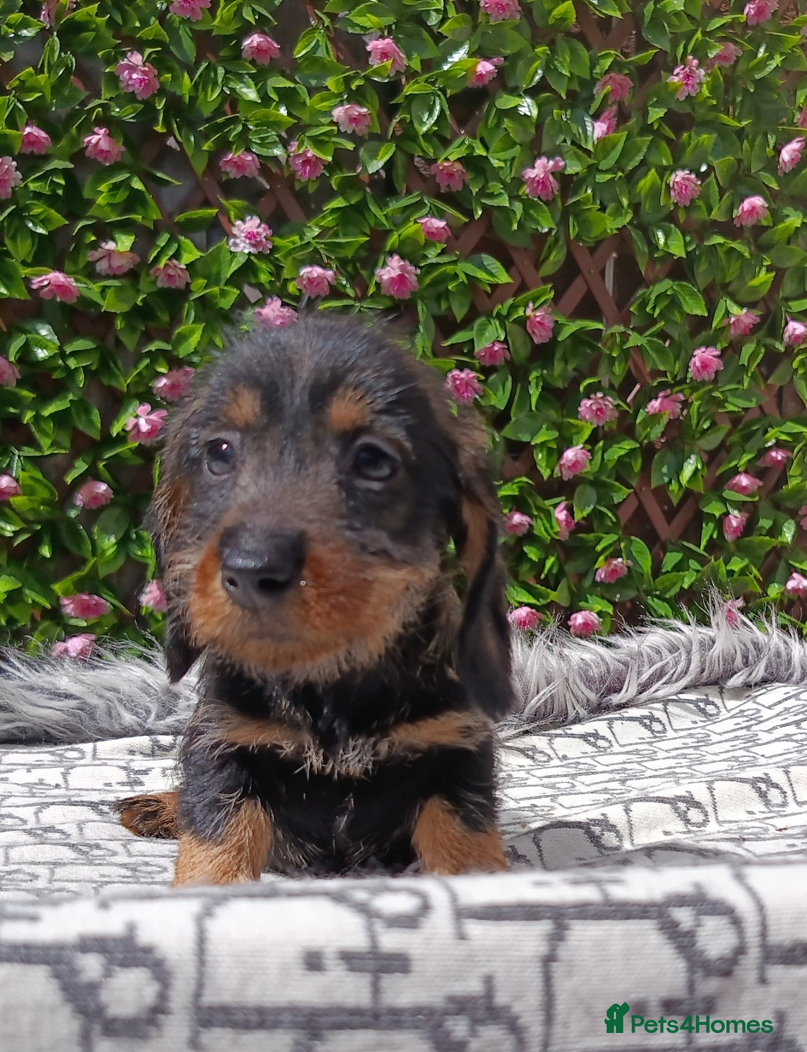 Dachshund dogs READY NOW QUALITY MINIWIRE HAIR KC LAFORA PRA CLR - Advert 2