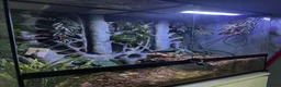 Python Snake reptiles for sale: Black Eyed Lucy Ball Python  - Advert 3