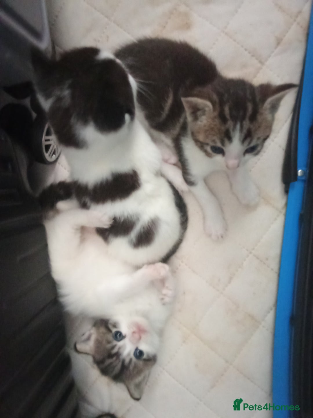 Mixed Breed cats for sale: Kittens for sale  - Image 25