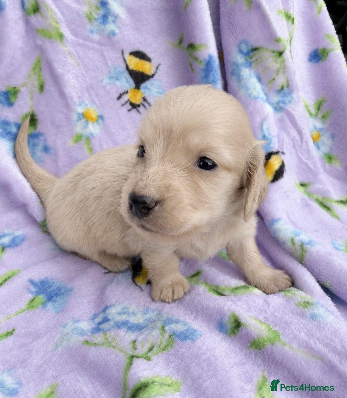 Miniature Dachshund dogs KC reg English Cream mini Dachshund puppies  - Advert 1
