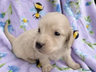 Miniature Dachshund dogs KC reg English Cream mini Dachshund puppies - Advert 1