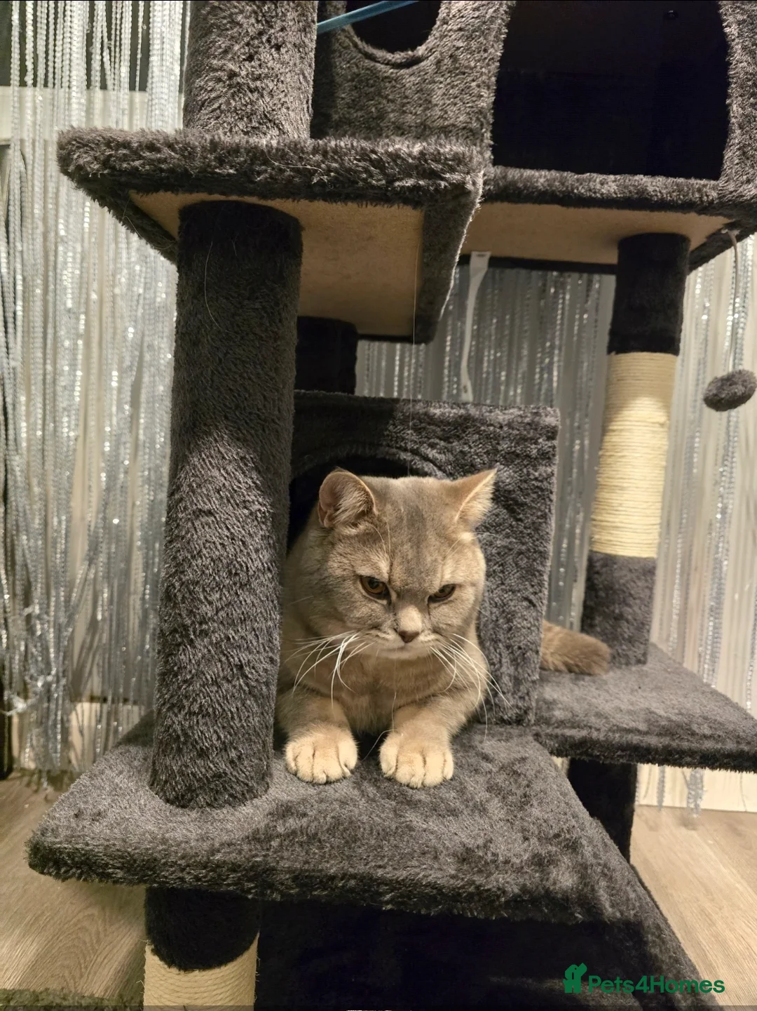 British Shorthair cats for sale: His name is Raja  - Advert 2