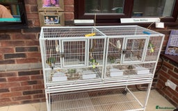 Canaries birds for sale: This years young birds  - Image 3