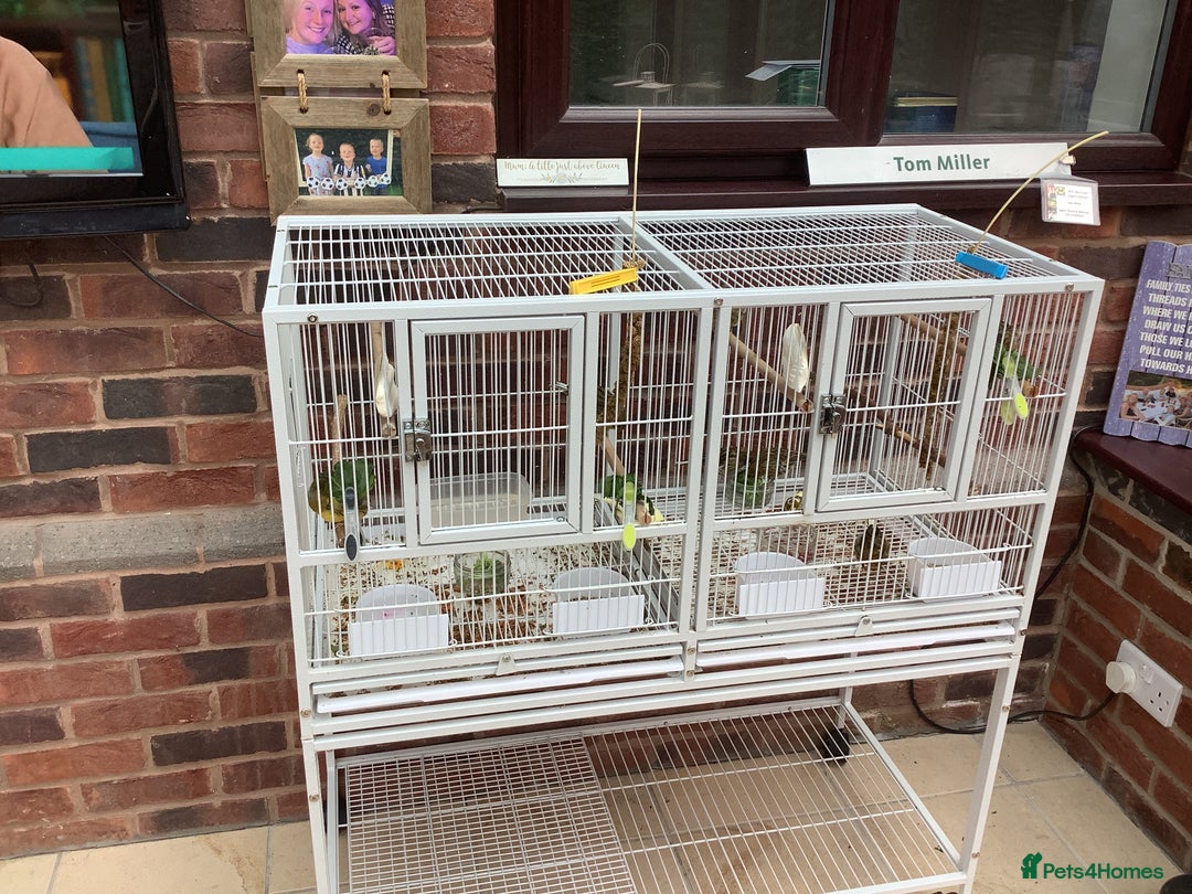 Canaries birds for sale: This years young birds  - Image 3