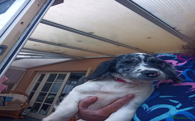 Cocker Spaniel dogs - Advert 7