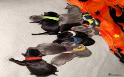 Staffordshire Bull Terrier dogs for sale: Champion sired Staffordshire bull terriers - Image 3