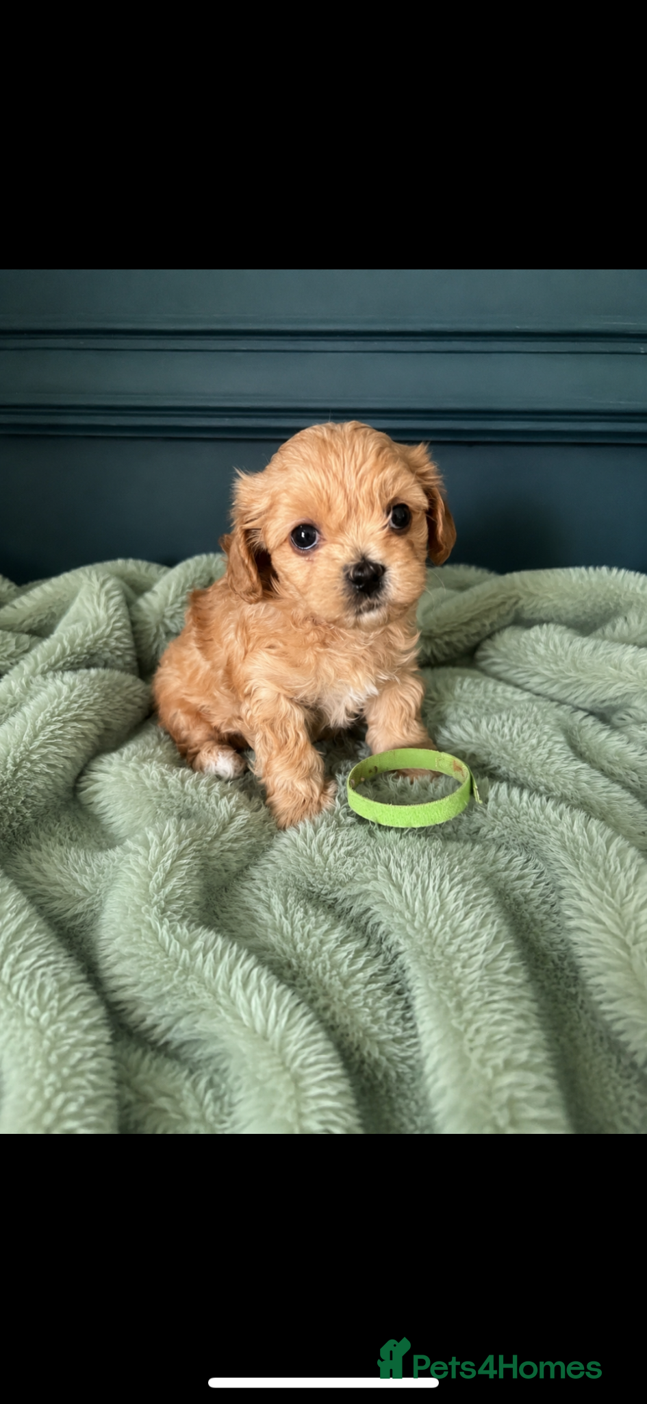 Maltipoo dogs Toy Asian Mum/Korean Dad bred Maltipoo puppies - Advert 2