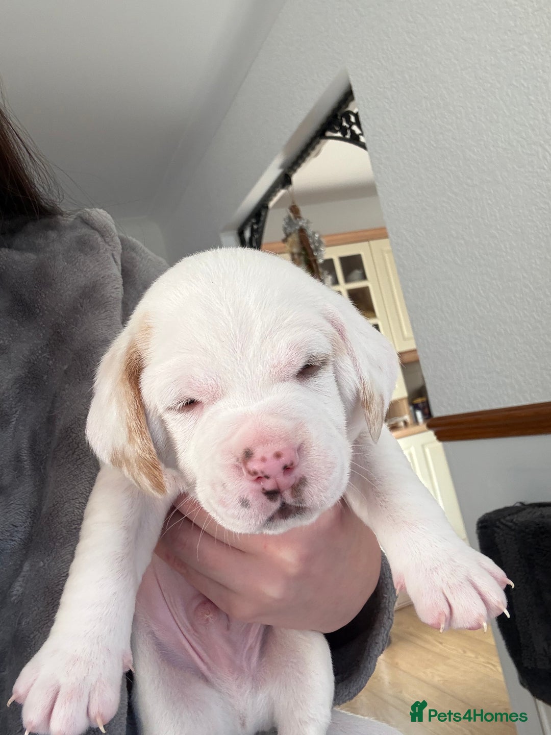 Mixed Breed dogs for sale: Beagle x Parson Russell Terrier Puppies - Advert 6