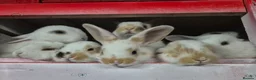 Mixed Breed rabbits for sale: 7 lovely mixed baby rabbits - Advert 6