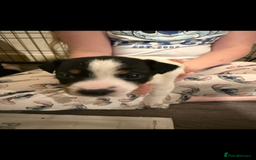 Jack Russell dogs for sale: Jack Russell puppies  - Image 8