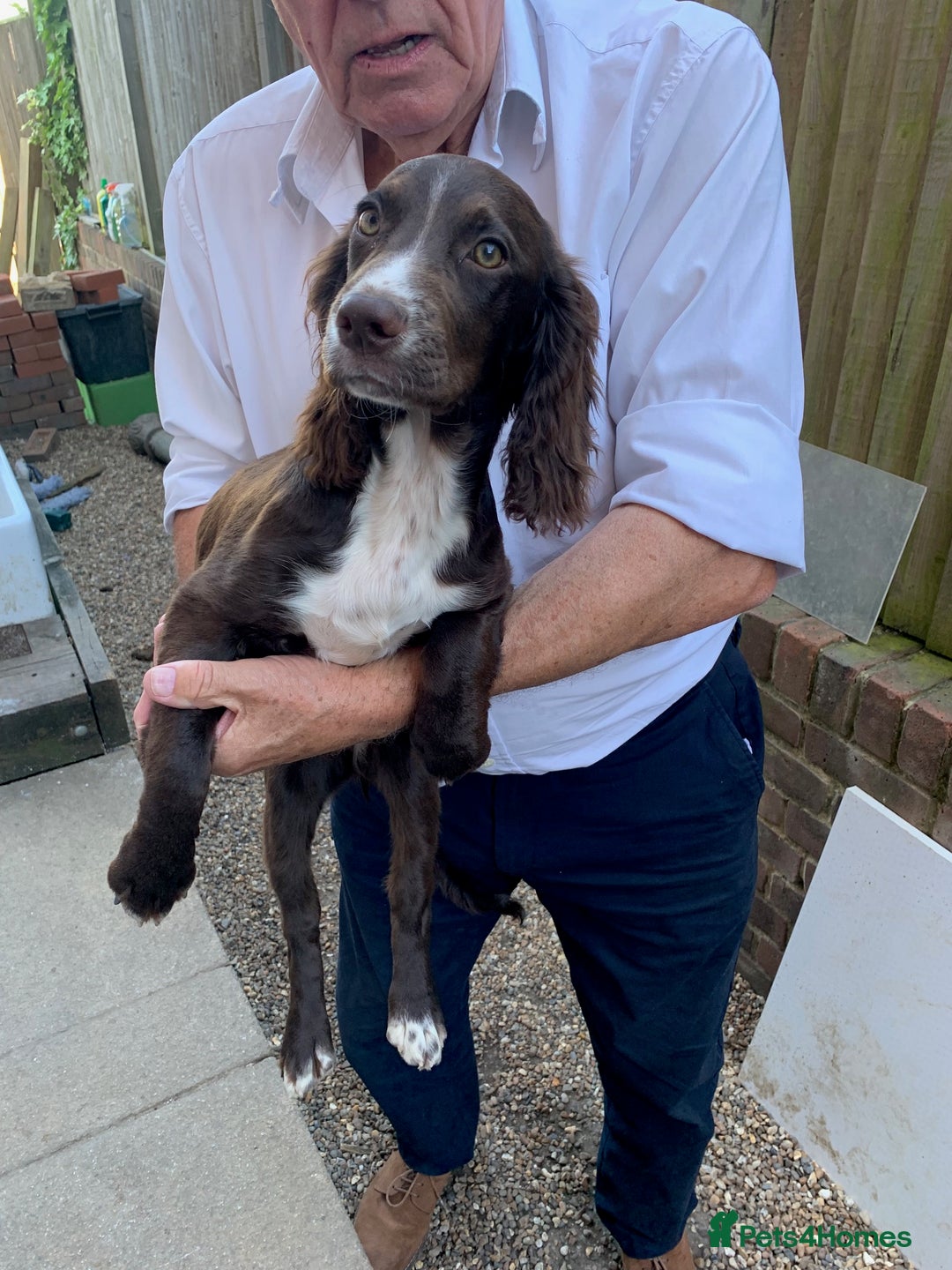 Cocker Spaniel dogs for sale: Working Cocker Spaniel puppies in Bexhill-on-Sea - Image 18