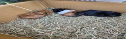 Guinea Pig rodents for sale: Baby and young adult guinea pigs for sale - Advert 1