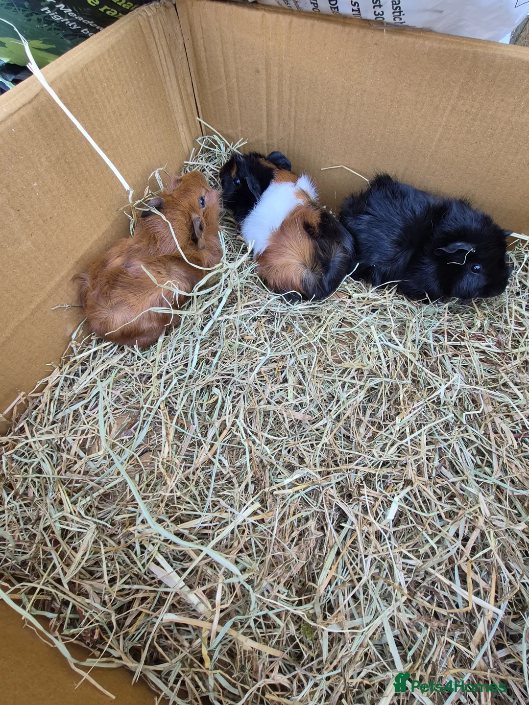 Guinea Pig rodents for sale: Baby and young adult guinea pigs for sale - Advert 1