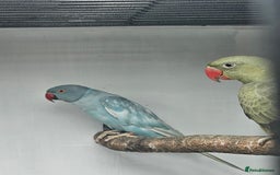 Mixed Breed birds for sale: Indian ringneck  - Image 5