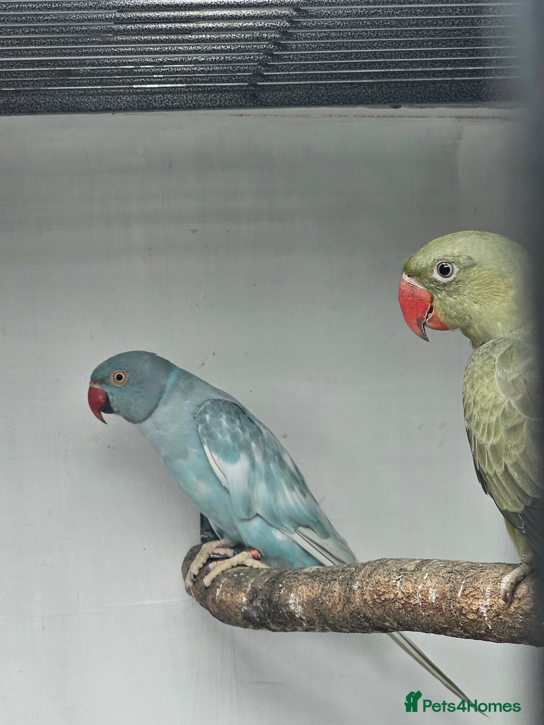 Mixed Breed birds for sale: Indian ringneck  - Image 5