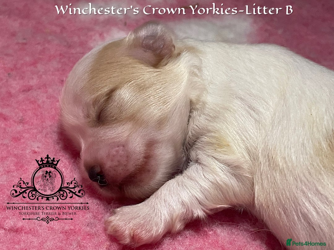 Yorkshire Terrier dogs for sale: ❤️ Champion heritage KC reg.PEDIGREE puppies! 🐶❤️ - Image 27