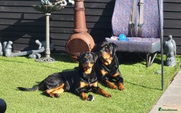 Rottweiler dogs for sale: ROTTWEILER PUPPIES - Image 3