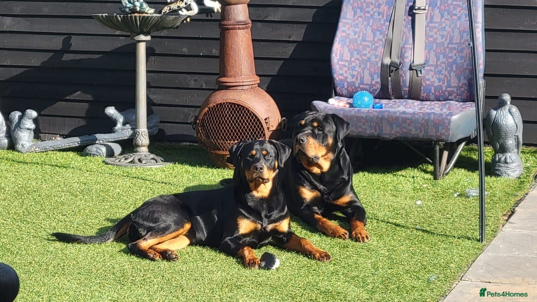 Rottweiler dogs for sale: ROTTWEILER PUPPIES - Image 3