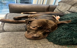 American Bully dogs for sale: American Bully- ‘Lady’ - Image 4