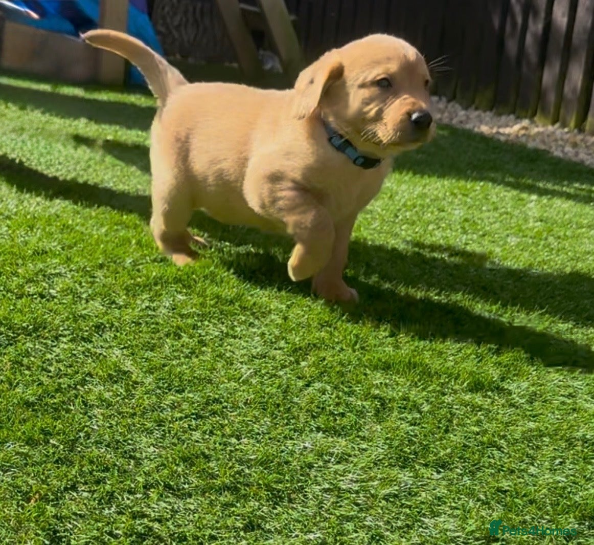 Labrador Retriever dogs Stunning fox red/yellow/white Labrador puppies - Advert 1