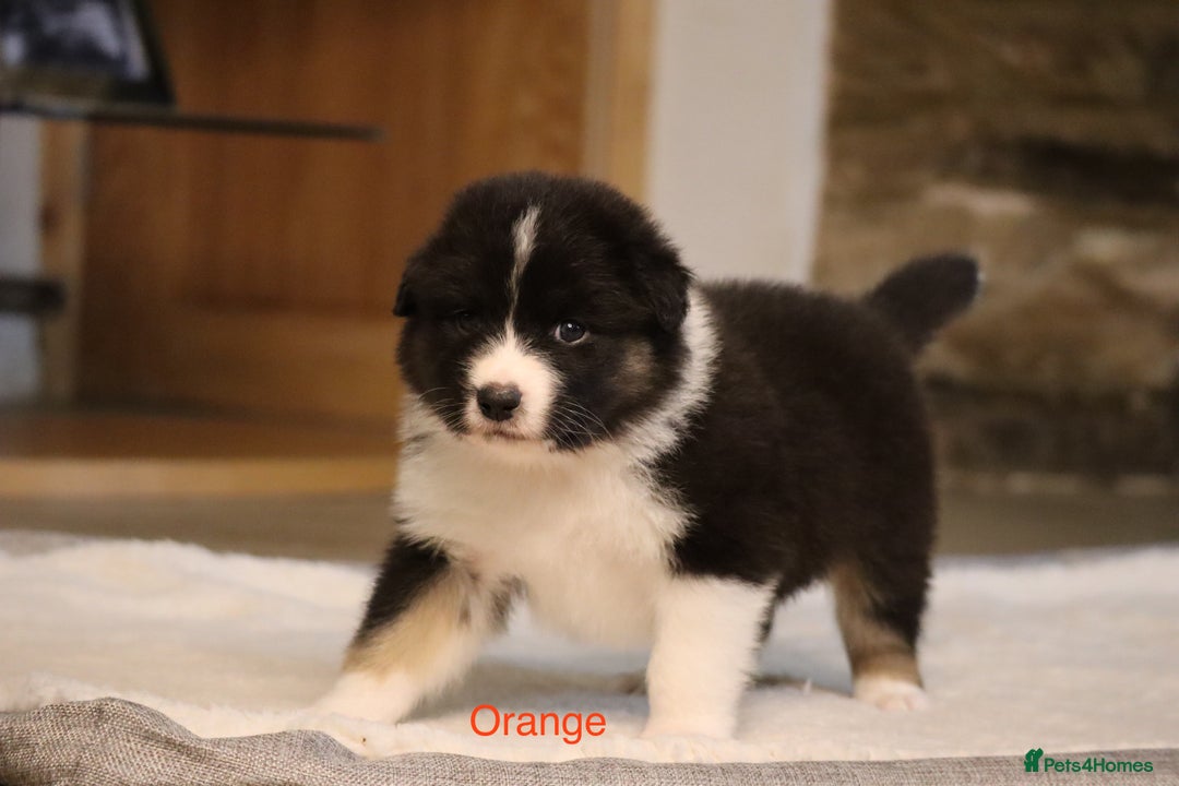 Australian Shepherd dogs for sale: Australian Shepherd Puppies  - Image 12