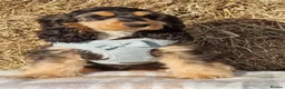 Cocker Spaniel dogs for sale: Beautiful Show Cocker Spaniel Puppies  - Advert 5