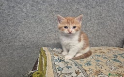 Mixed Breed cats for sale: Friendly kitten - Image 9