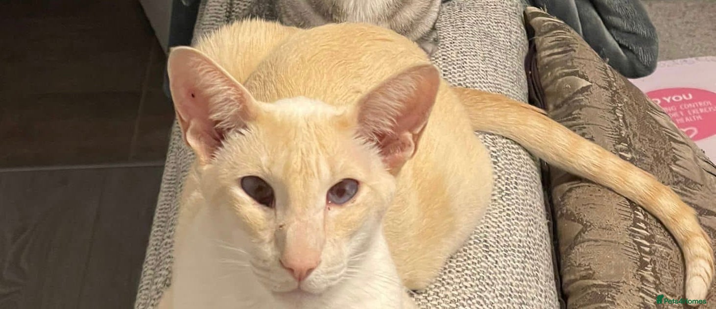 Siamese cats Seven year old Siamese for sale  in Leeds - Advert 3