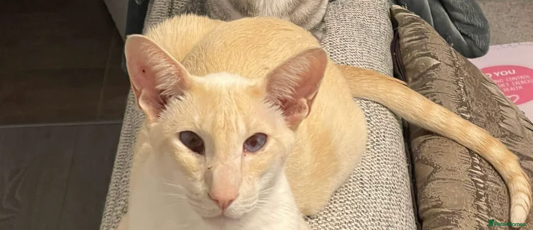 Siamese cats for sale: Seven year old Siamese for sale  in Leeds - Advert 1