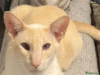 Siamese cats Seven year old Siamese for sale in Leeds - Advert 4