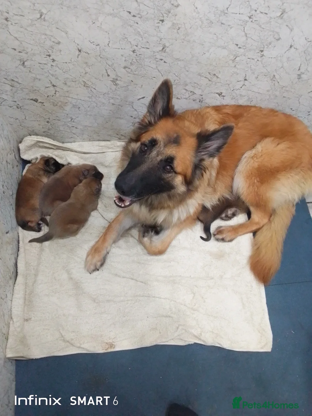 German Shepherd dogs for sale: Mercy's pups - Advert 4