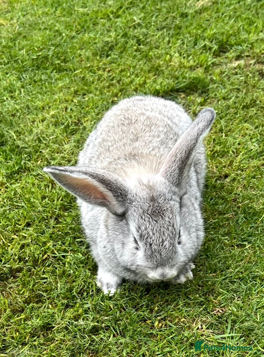 Mini Lop rabbits for sale: Mini Lops Ready now!!!!  in Coalville - Image 11