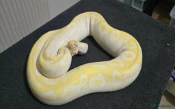 Python Snake reptiles for sale: Mixed Male and Female Royal Pythons - Image 1