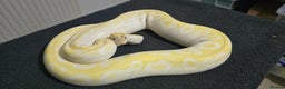 Python Snake reptiles for sale: Mixed Male and Female Royal Pythons - Advert 1