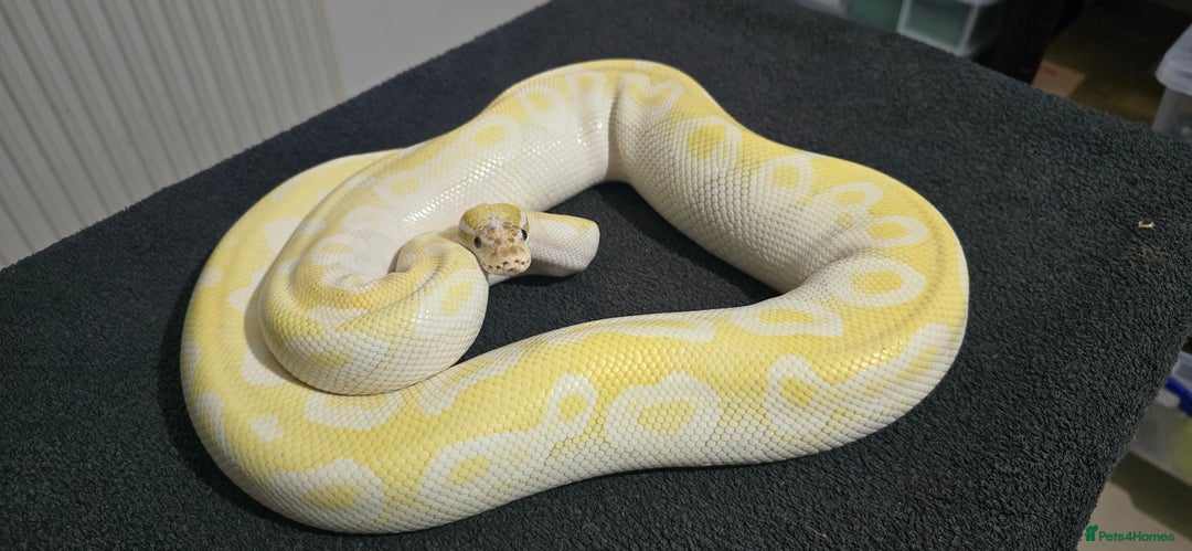 Python Snake reptiles for sale: Mixed Male and Female Royal Pythons - Image 1