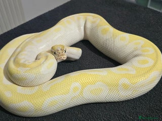 Python Snake reptiles - Advert 17