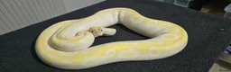 Python Snake reptiles for sale: Mixed Male and Female Royal Pythons - Advert 1