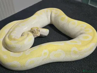 Python Snake reptiles Mixed Male and Female Royal Pythons - Advert 2