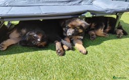 German Shepherd dogs for sale: GSD German shepherd puppies for sale  - Image 2