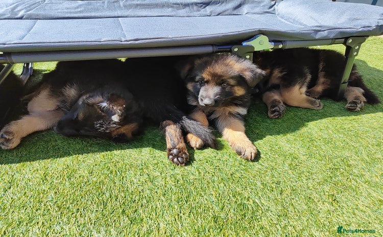 German Shepherd dogs - Advert 15