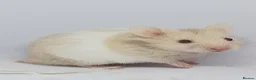 Hamster rodents for sale: ❤❤❤  BABY SYRIAN HAMSTERS ❤❤❤ in Bristol - Advert 8