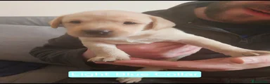 Labrador Retriever Puppy 5 - RESERVED