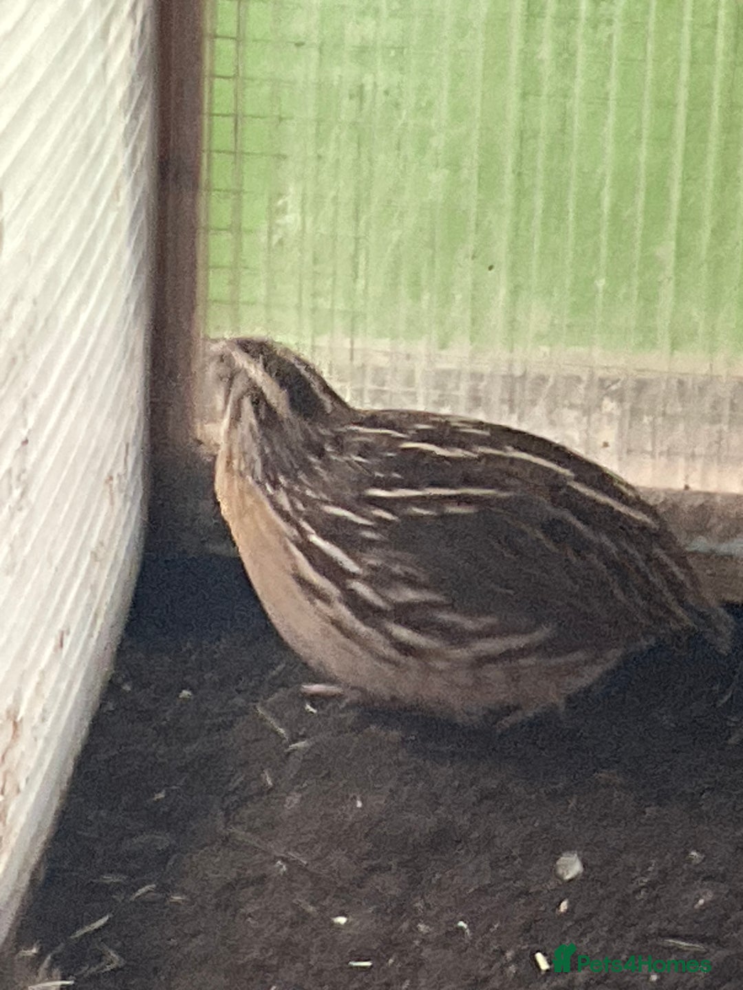 Mixed Breed birds for sale: Male Quail looking for a loving new home - Advert 3