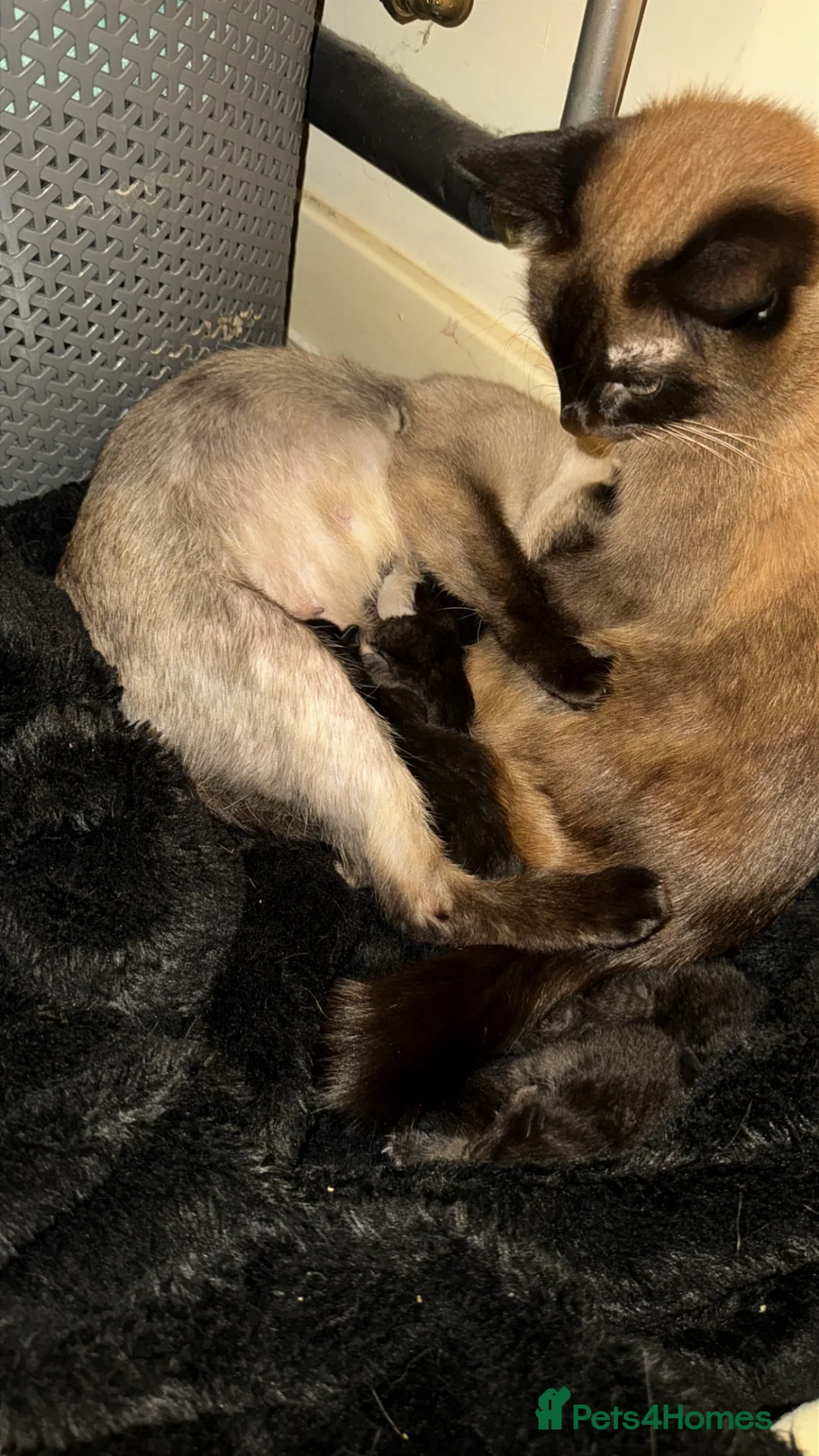 Siamese cats for sale: Beautiful Black 1/2 Siamese x kittens  in Wokingham - Advert 2