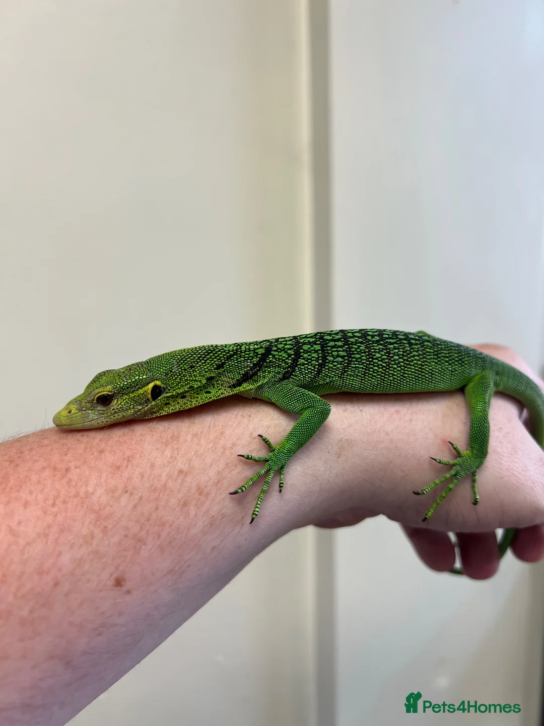 Monitor reptiles for sale: Emerald Tree Monitor - Varanus prasinus For Sale - Advert 1
