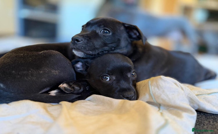 Staffordshire Bull Terrier dogs - Advert 16