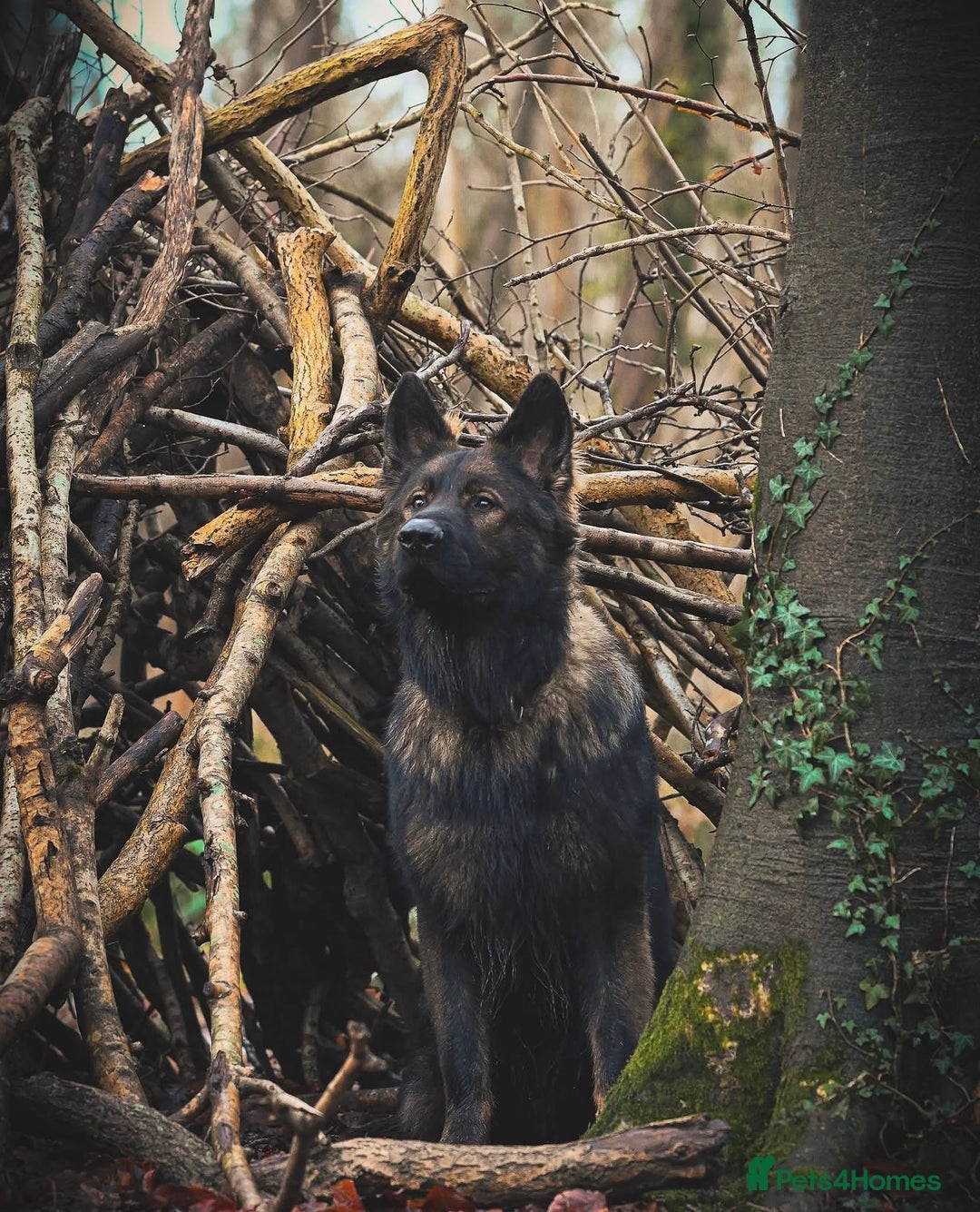 German Shepherd dogs for sale: 🧬Working Line German Shepherds, Full HealthTested - Advert 16