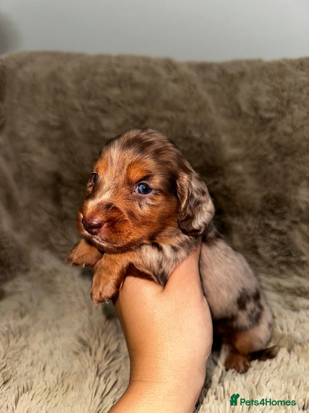 Dachshund dogs for sale: LONG HAIR MINIATURE DACHSHUNDS🤍 - Image 4