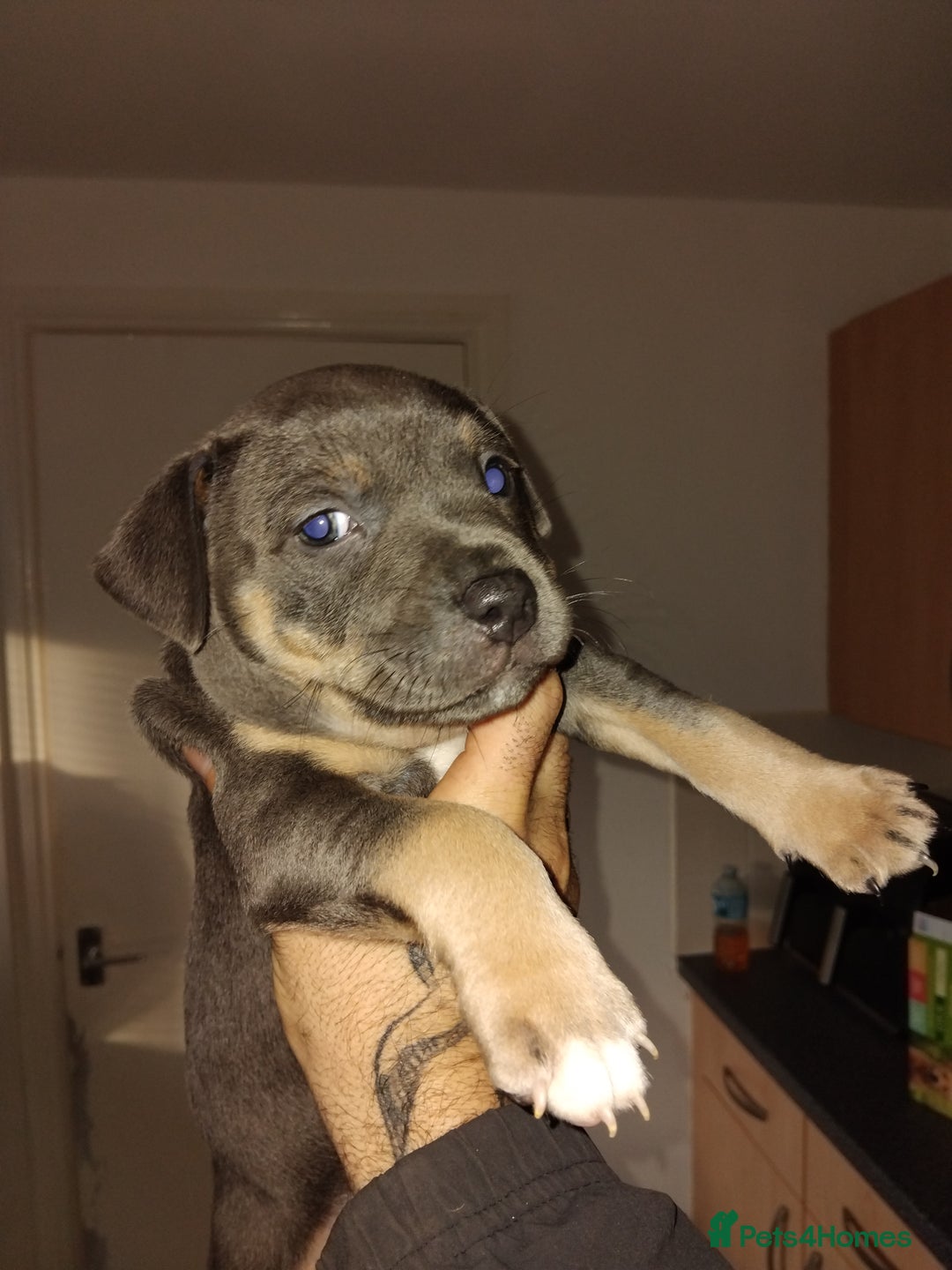 Staffordshire Bull Terrier dogs for sale: Staffordshire bull terriers - Advert 6